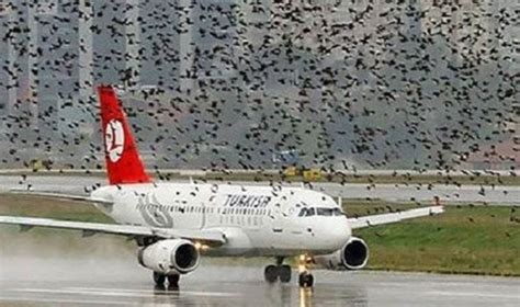 K­a­r­g­o­ ­u­ç­a­ğ­ı­ ­k­u­ş­ ­s­ü­r­ü­s­ü­n­e­ ­g­i­r­d­i­ ­ ­-­ ­S­o­n­ ­D­a­k­i­k­a­ ­H­a­b­e­r­l­e­r­
